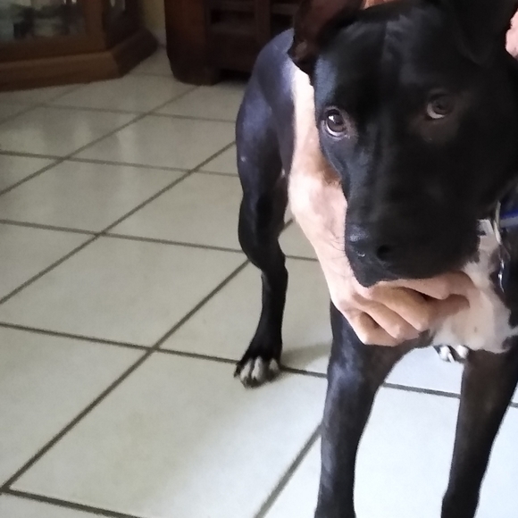 Meet your Posher, Darlene - Picture 15 of 16